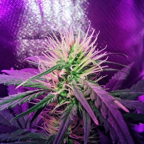 Amnesia Amazon Haze #1 growlog timeline photo