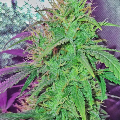 Amnesia Amazon Haze #1 growlog timeline photo