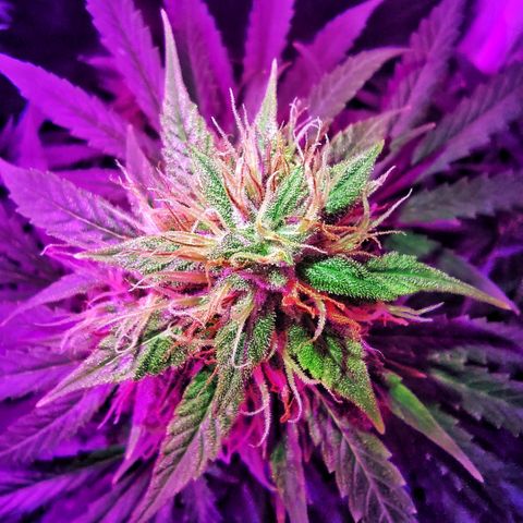 Amnesia Amazon Haze #1 growlog timeline photo