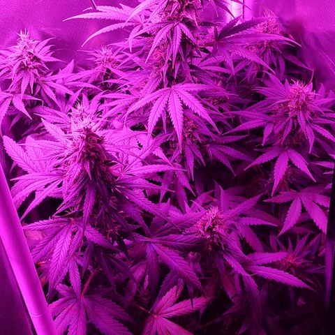 Amnesia Amazon Haze #1 growlog timeline photo