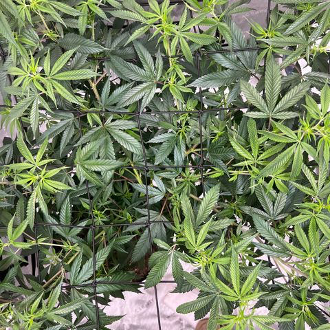 Double Tangie Banana growlog timeline photo