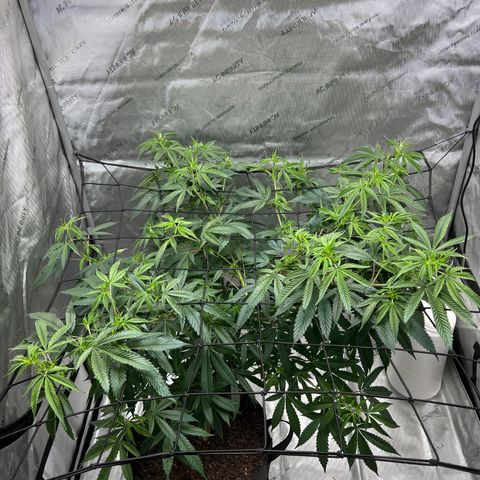 Double Tangie Banana growlog timeline photo