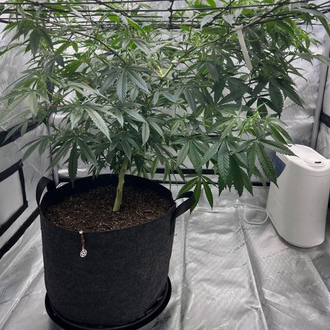 Double Tangie Banana growlog timeline photo