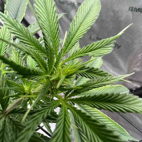 Double Tangie Banana growlog photo: It appears that flowers are starting to appear.