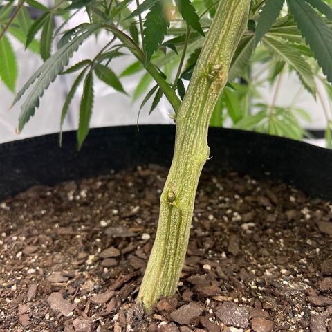 Double Tangie Banana growlog photo: It appears that flowers are starting to appear.