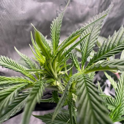 Double Tangie Banana growlog photo: It appears that flowers are starting to appear.