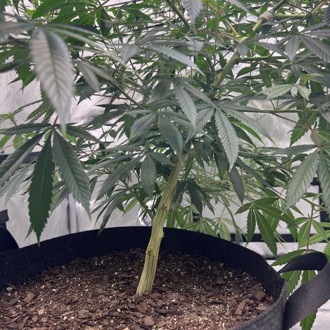 Double Tangie Banana growlog photo: It appears that flowers are starting to appear.