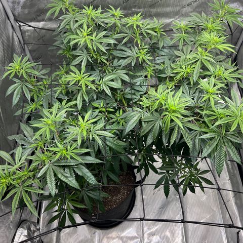Double Tangie Banana growlog photo: It appears that flowers are starting to appear.