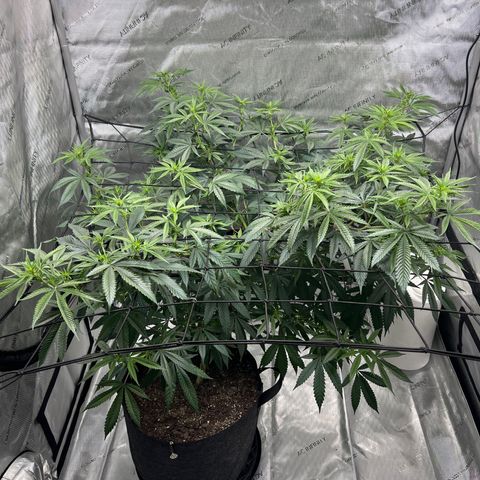 Double Tangie Banana growlog photo: It appears that flowers are starting to appear.