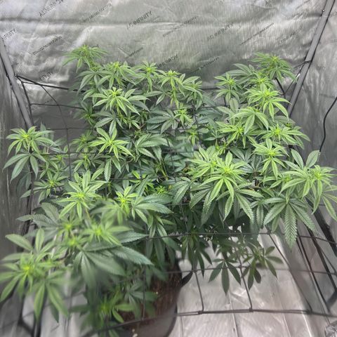 Double Tangie Banana growlog timeline photo