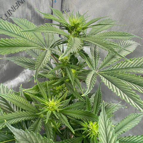 Double Tangie Banana growlog timeline photo