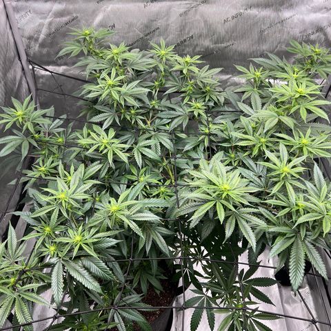 Double Tangie Banana growlog timeline photo