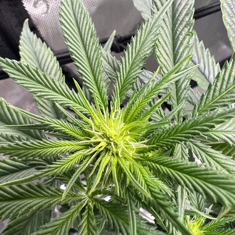 Double Tangie Banana growlog timeline photo