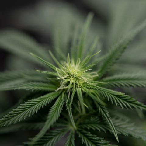 Double Tangie Banana growlog timeline photo