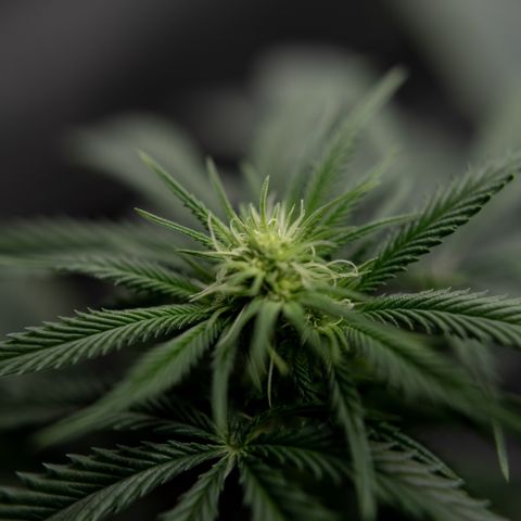 Double Tangie Banana growlog timeline photo