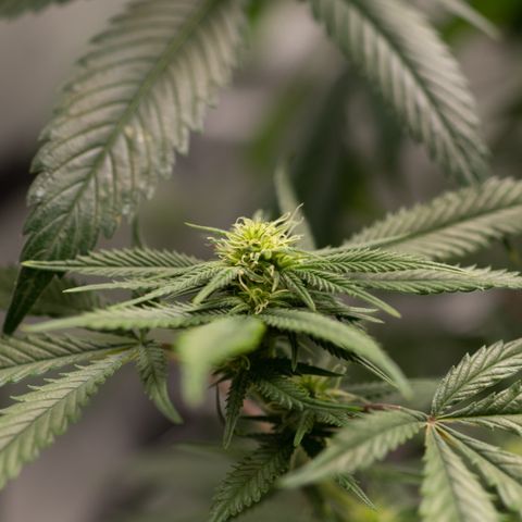 Double Tangie Banana growlog timeline photo