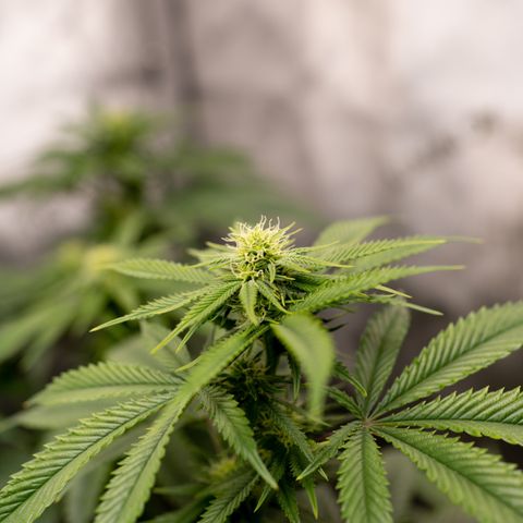 Double Tangie Banana growlog timeline photo