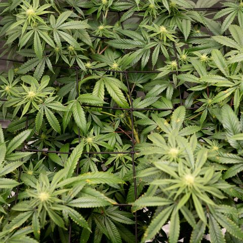 Double Tangie Banana growlog timeline photo