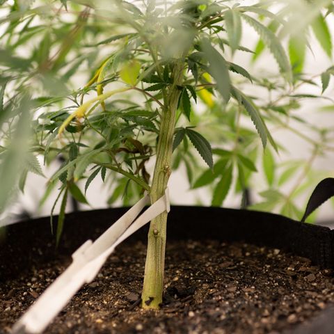 Double Tangie Banana growlog timeline photo