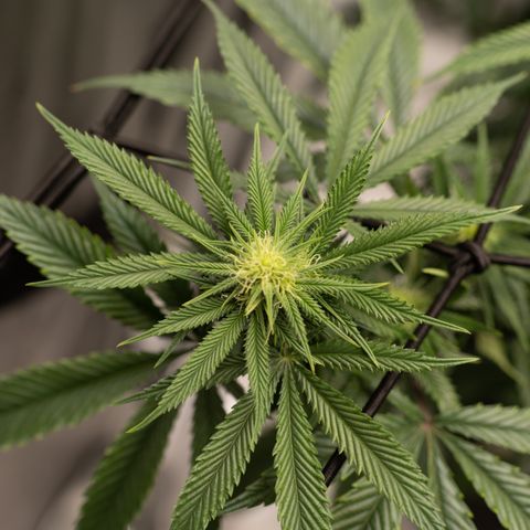 Double Tangie Banana growlog timeline photo