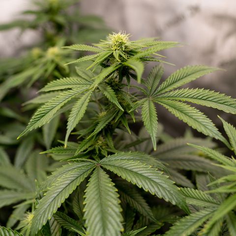 Double Tangie Banana growlog timeline photo