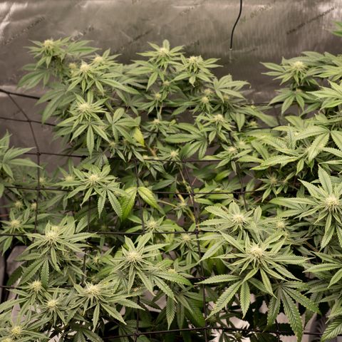 Double Tangie Banana growlog timeline photo