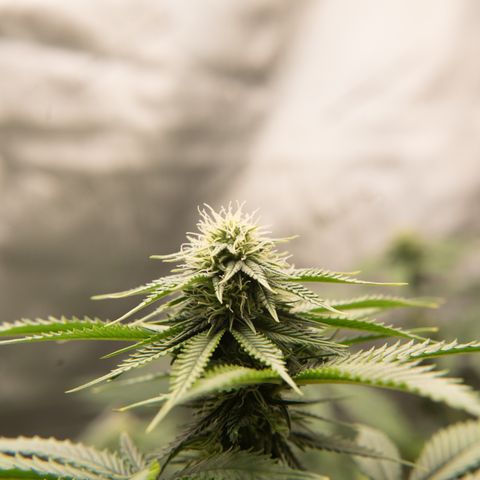 Double Tangie Banana growlog timeline photo