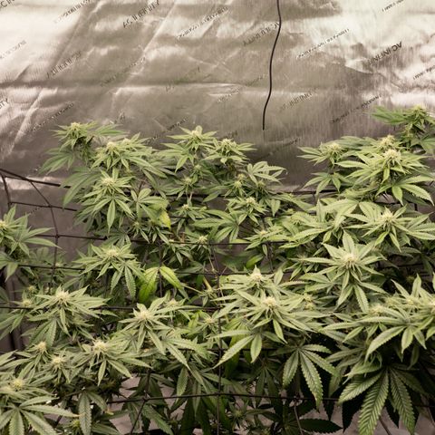 Double Tangie Banana growlog timeline photo