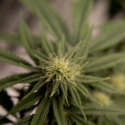 Double Tangie Banana growlog timeline photo
