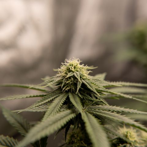 Double Tangie Banana growlog timeline photo