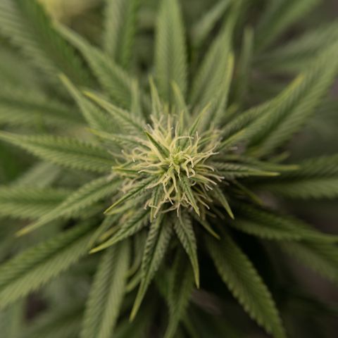 Double Tangie Banana growlog timeline photo