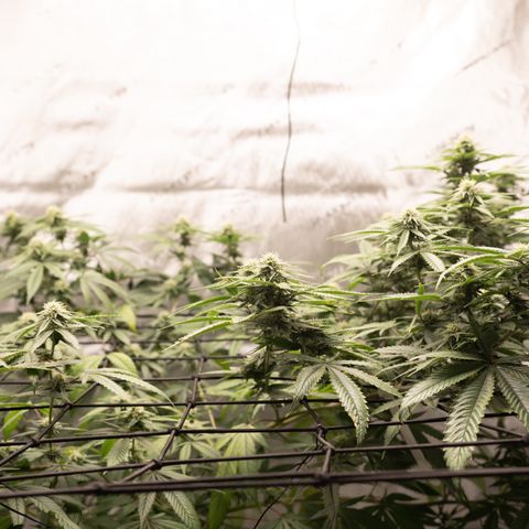 Double Tangie Banana growlog timeline photo