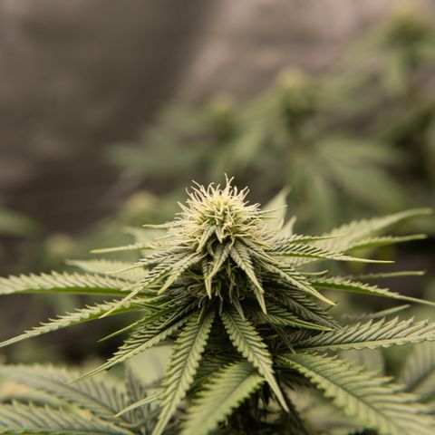 Double Tangie Banana growlog timeline photo