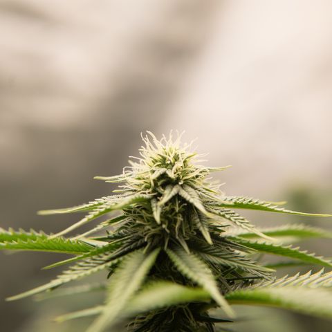 Double Tangie Banana growlog timeline photo