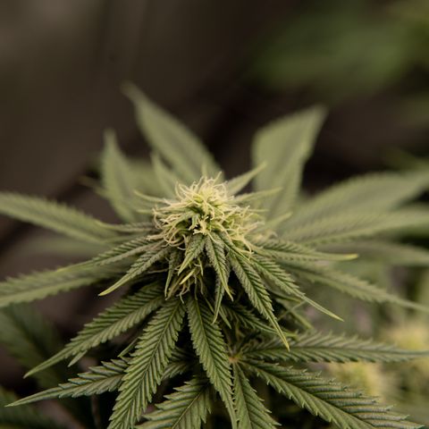 Double Tangie Banana growlog timeline photo