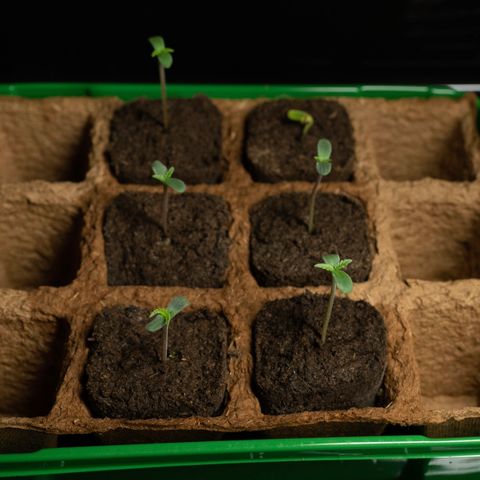 Blueberry Pancakes (3) growlog timeline photo