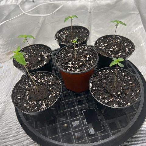 Blueberry Pancakes (3) growlog timeline photo