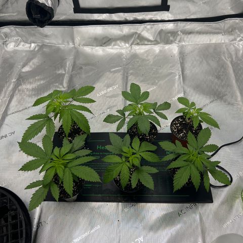 Blueberry Pancakes (3) growlog timeline photo