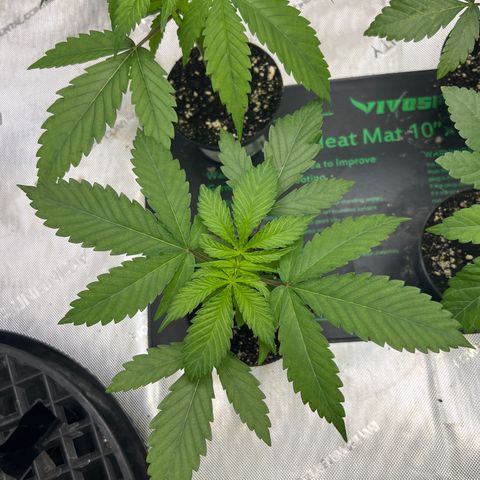 Blueberry Pancakes (3) growlog timeline photo