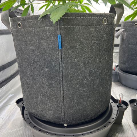 Blueberry Pancakes (3) growlog timeline photo