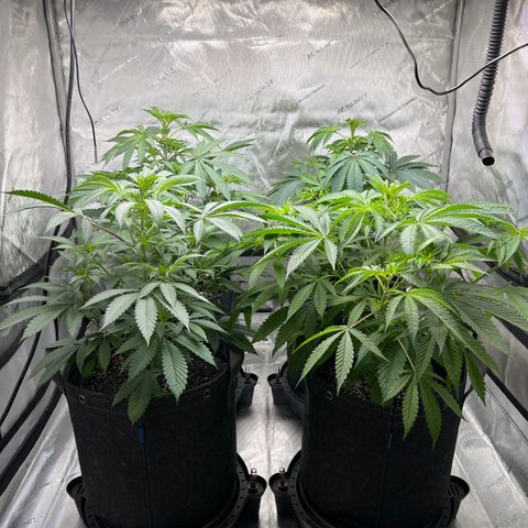 Blueberry Pancakes (3) growlog timeline photo