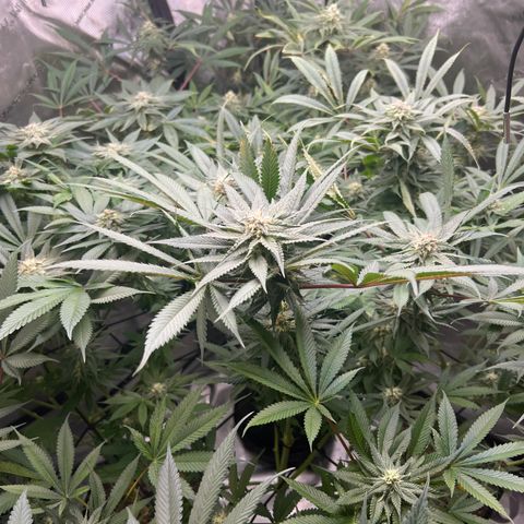 Blueberry Pancakes (3) growlog timeline photo