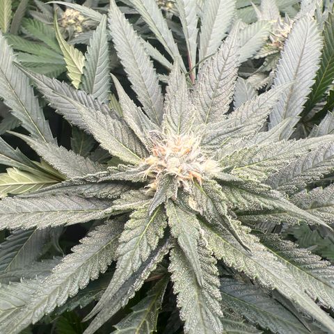 Blueberry Pancakes (3) growlog timeline photo