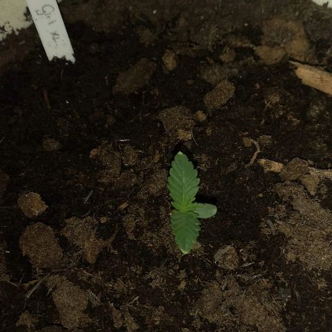 Gorilla Girl XL Auto growlog timeline photo