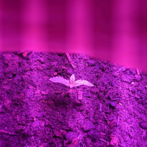 Gorilla Girl XL Auto growlog timeline photo