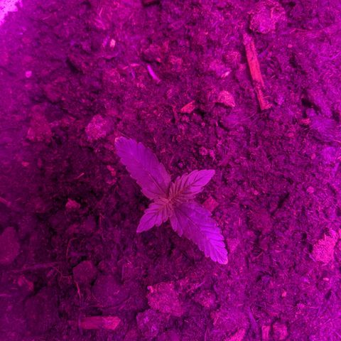 Gorilla Girl XL Auto growlog timeline photo