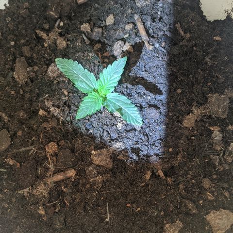 Gorilla Girl XL Auto growlog timeline photo