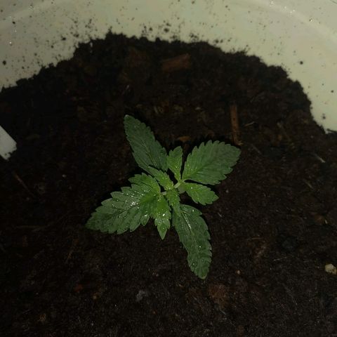 Gorilla Girl XL Auto growlog timeline photo