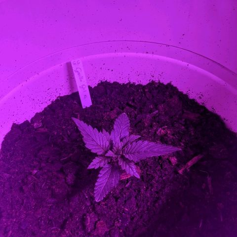 Gorilla Girl XL Auto growlog timeline photo
