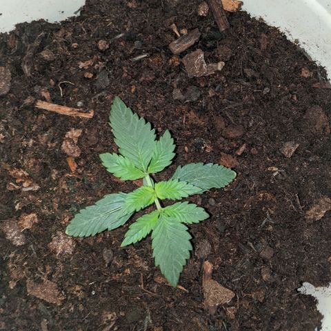 Gorilla Girl XL Auto growlog timeline photo